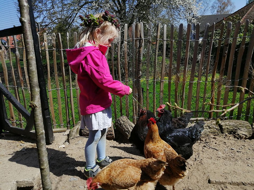 Staketenzaun mit Kind und Hühnern